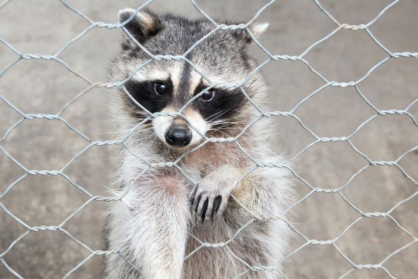 Livonia Wildlife Removal
