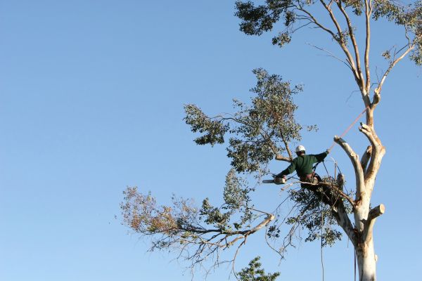 Livonia Tree Trimming