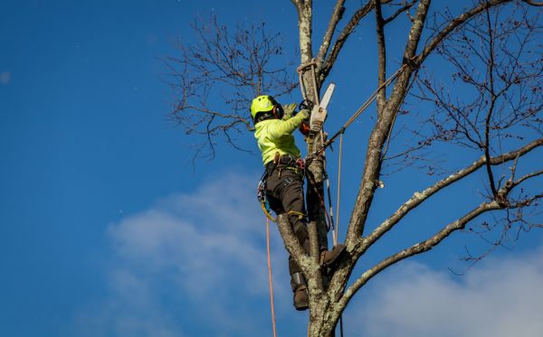 Livonia Tree Removal