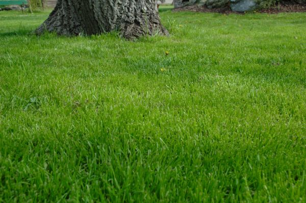 Livonia Lawn Treatment
